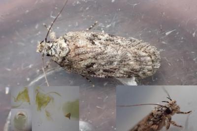 Depressaria douglasella