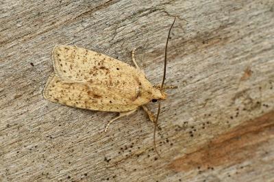 Agonopterix assimilella