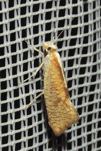 Ypsolopha lucella