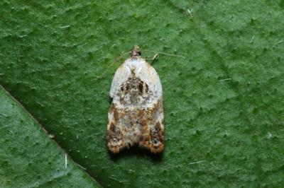 Acleris variegana