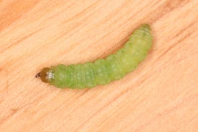 Acleris hastiana