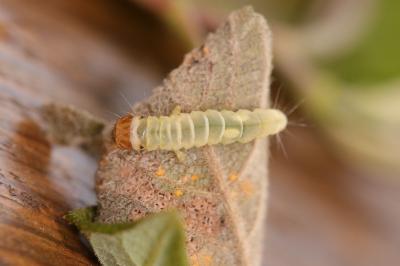 Diurnea fagella