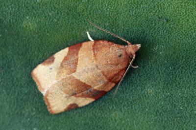 Pandemis cerasana