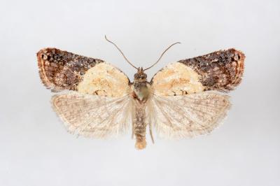 Acleris variegana
