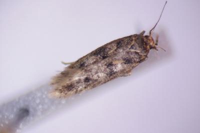 Bryotropha basaltinella