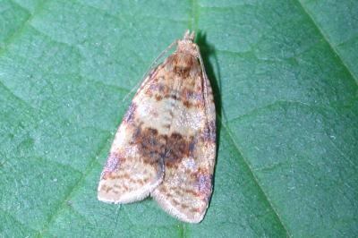 Epagoge grotiana
