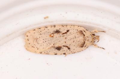 Agonopterix ocellana