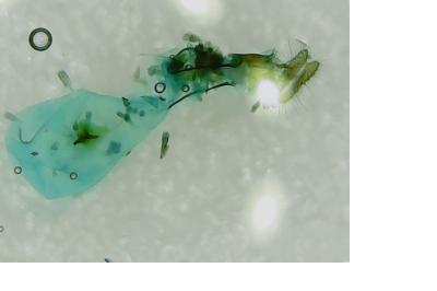 Grapholita orobana