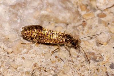 Dyseriocrania subpurpurella
