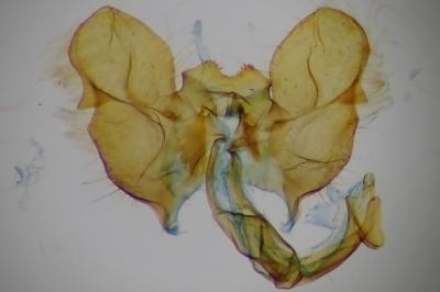 Falseuncaria ruficiliana