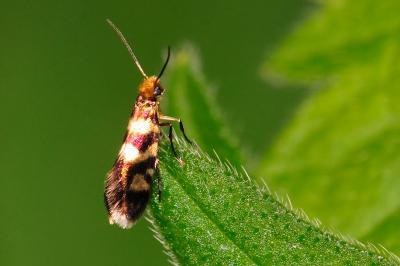 Micropterix rothenbachii