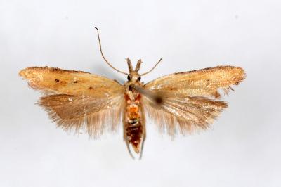 Mesophleps corsicella