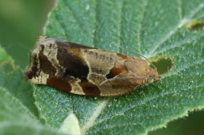 Archips xylosteana