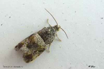 Lobesia abscisana