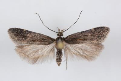 Aroga velocella