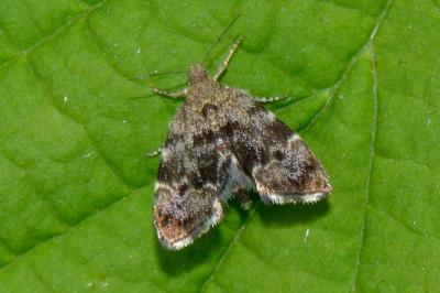 Anthophila fabriciana