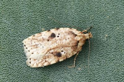 Agonopterix arenella