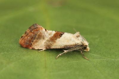 Cochylis epilinana