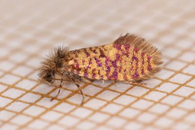 Eriocrania sparrmannella