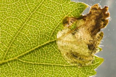 Eriocrania cicatricella