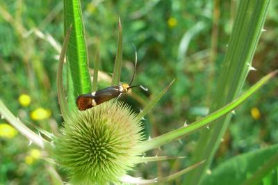 Nemophora raddaella