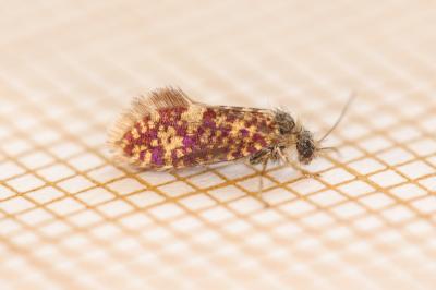 Eriocrania sparrmannella