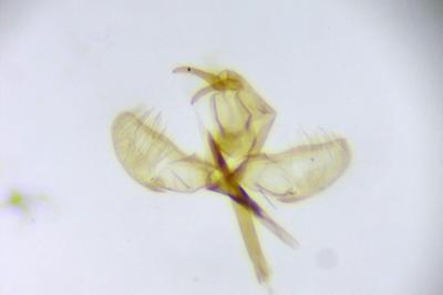Swammerdamia pyrella