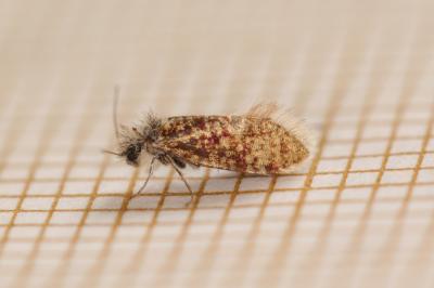 Eriocrania sparrmannella