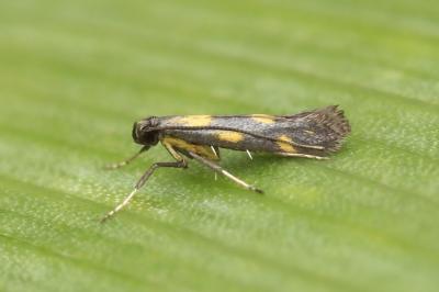 Euspilapteryx auroguttella