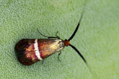 Adela australis