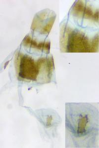 Elachista argentella