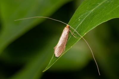 Nematopogon