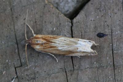 Eucosma