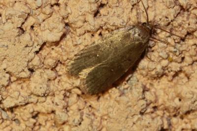 Agonopterix