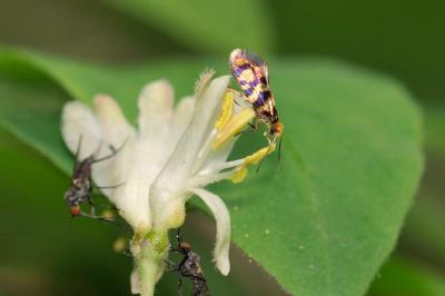 Micropterix rothenbachii