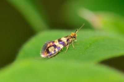 Micropterix rothenbachii