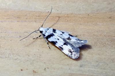 Pseudotelphusa scalella