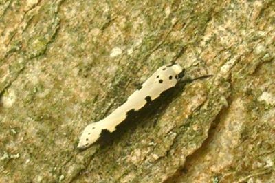 Ethmia bipunctella