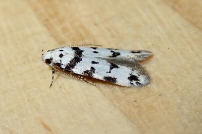 Pseudotelphusa scalella