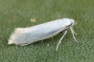 Elachistidae