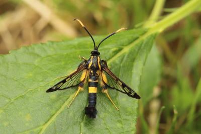 Synanthedon mesiaeformis