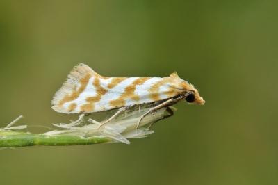 Aethes margaritana