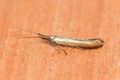 Coleophora