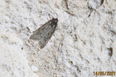 Cnephasia
