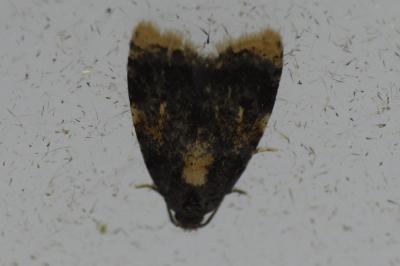 Spatalistis bifasciana