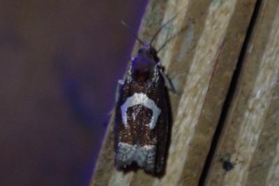 Epiblema foenella