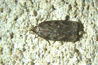 Depressaria albipunctella