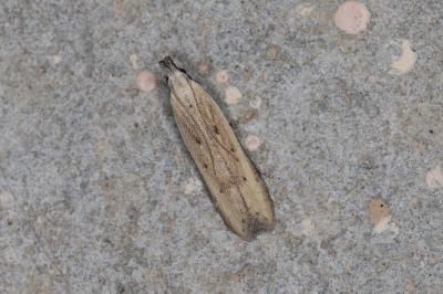 Mesophleps corsicella