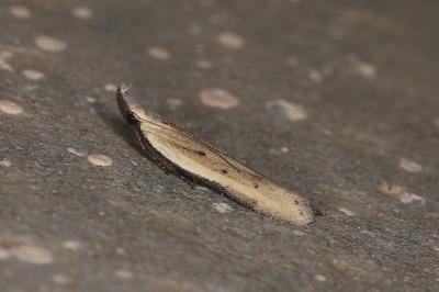 Mesophleps corsicella