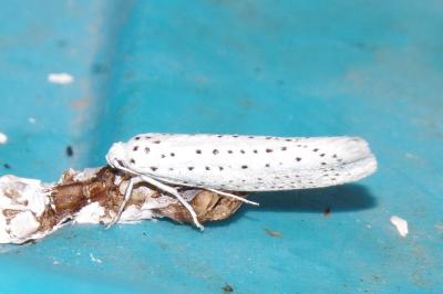 Yponomeuta